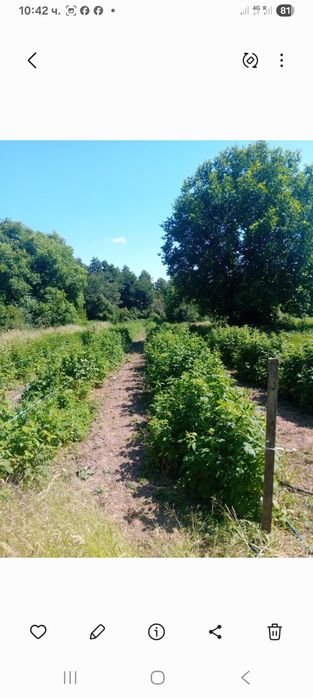 Расат ягоди и малини пр