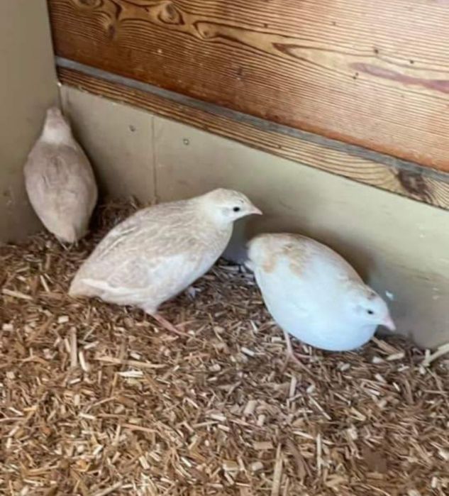 Пъдпъдъчи яйца за инкубация