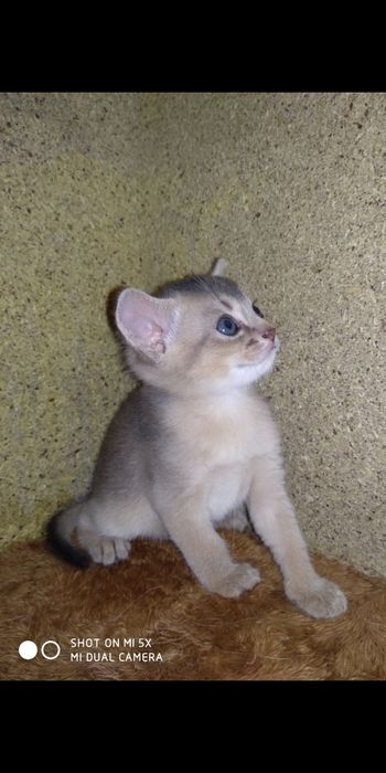 Продаётся котёнок