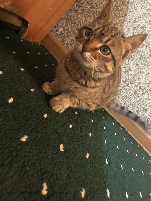 Oila porno hikoyalar