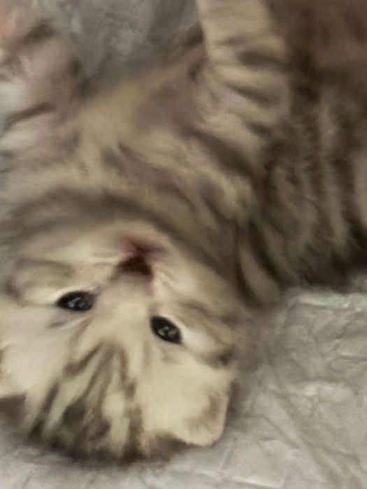 Открыта бронь на котят скоттиш