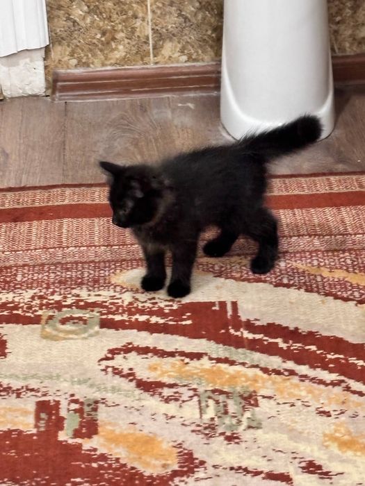 Котенок 6 месяцев