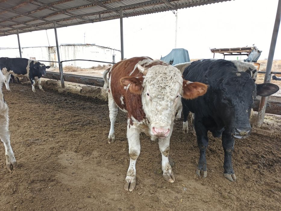 сментал 1.7 ойлик