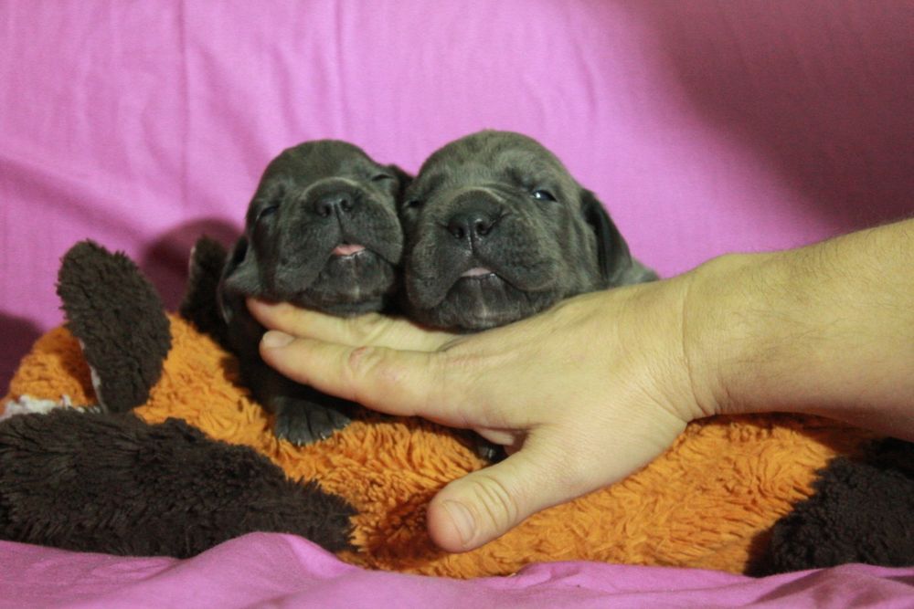 Щенки кане корсо