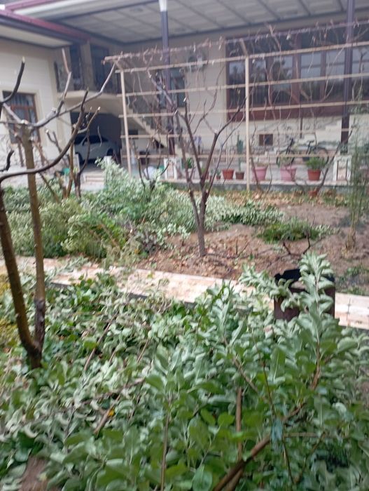 Daraxt abrezka sadovnik kesish