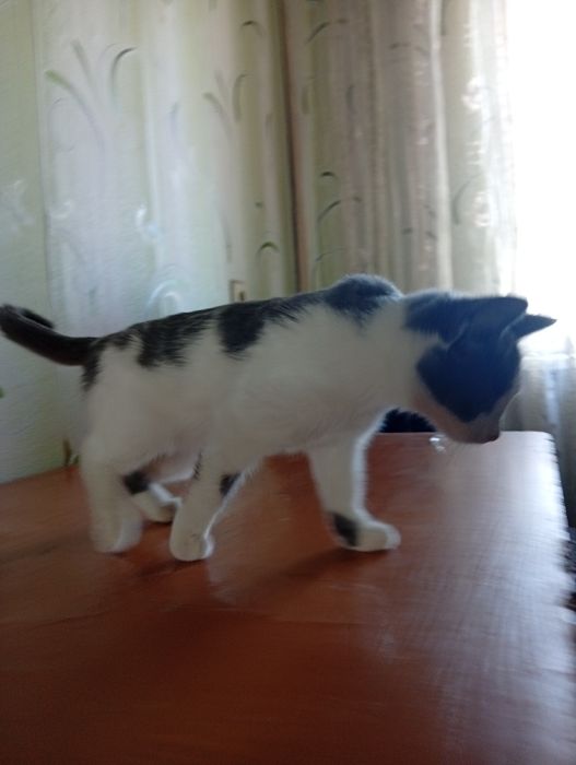 Кошка бесплатно срочно