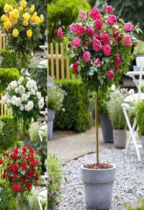 Trandafiri parfumati,pomisor,urcatori-50+25 gratis