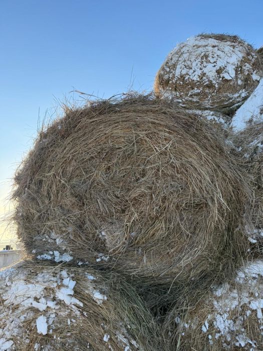 Сено луговое 2025 год.