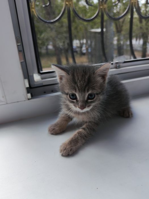 Отдадим котят в добрые руки!