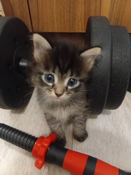 Отдам милых котят в добрые руки