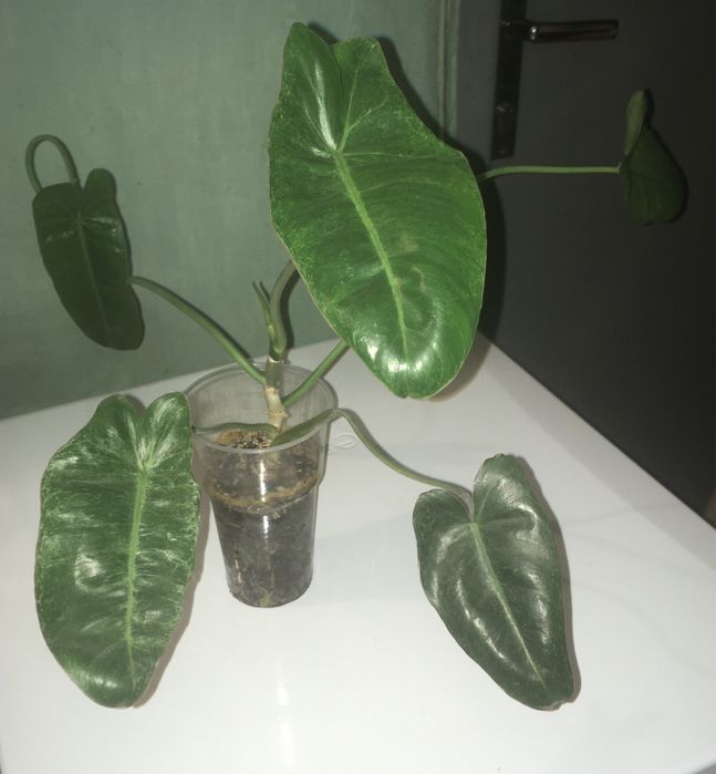 Филодендрон Параисо Верде