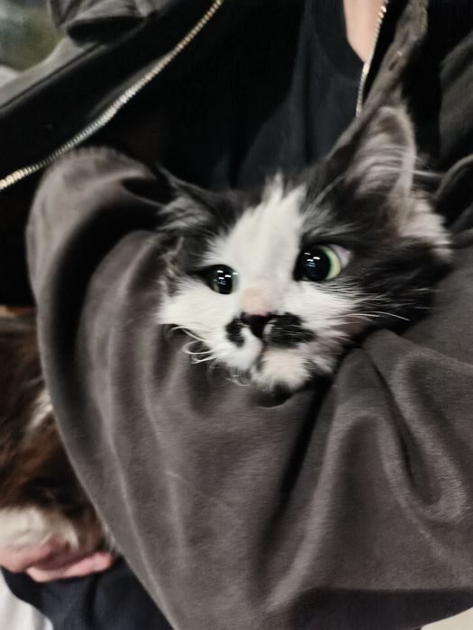 Отдаю в хорошие руки!!!