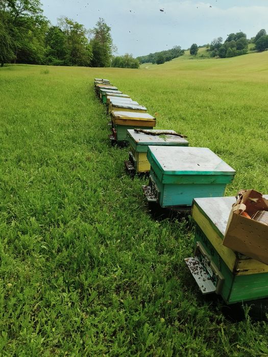 Vand familii pe 4 rame cu puiet in aprilie