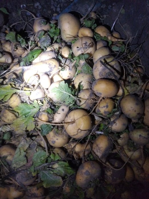 Корм, для барабанов коров