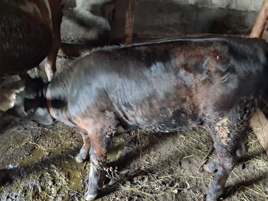 Vitica sugara rasa angus Comanesti • OLX.ro