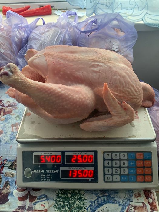 Бройлеры домашние