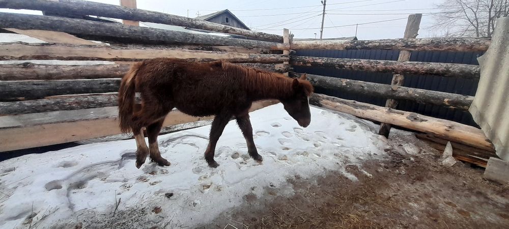 Продам жеребенка