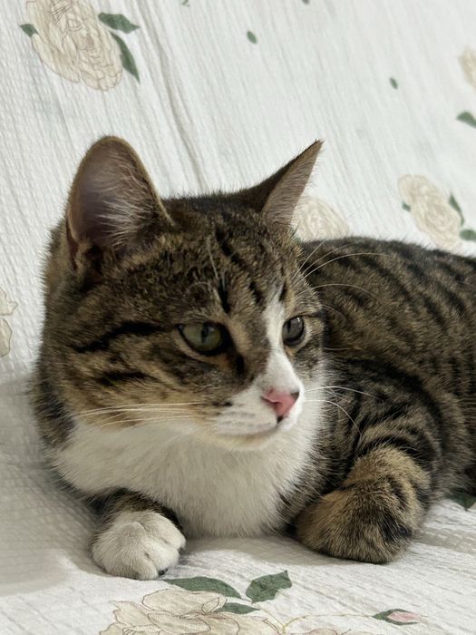 Отдам кота в добрые руки
