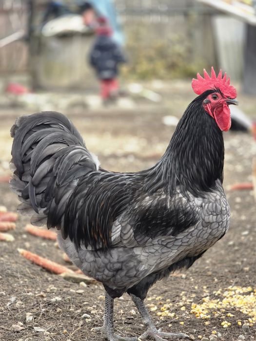 Australorp Albastru