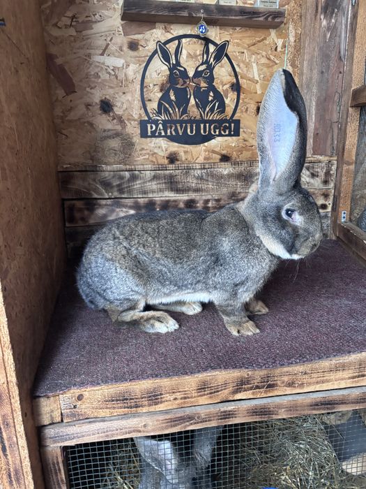 Uriasi german gri cu certificat de origine