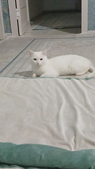 Чисто белого кота