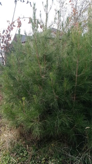 елка, сосна ель…