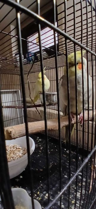 Корелла попугай парочка.