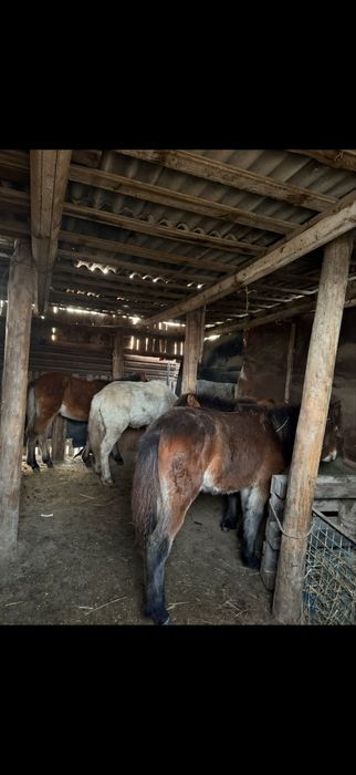 Жабағылар сатылады 10 бас