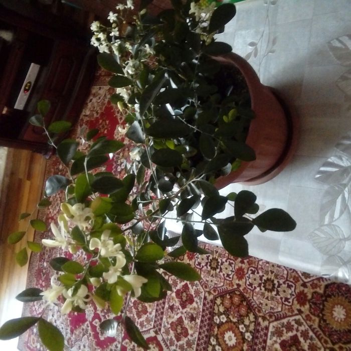 Продам саженцы Мурраи.