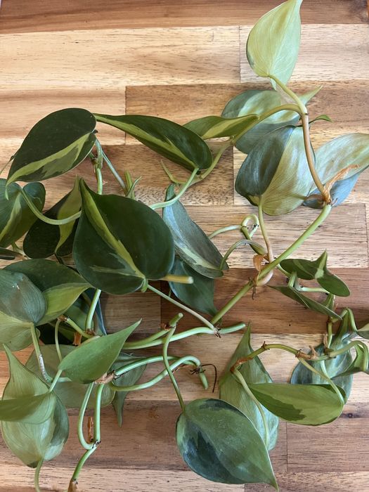 Резници от растения