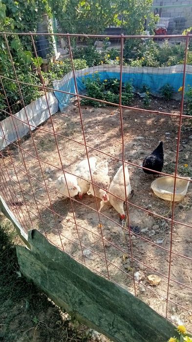 Жас тауықтар сатылады