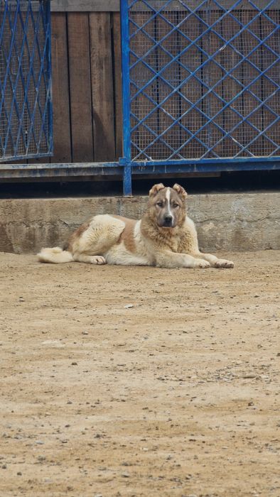 Еркек кушик линиясы бар