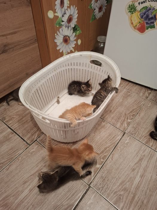 Отдам котят бесплатно