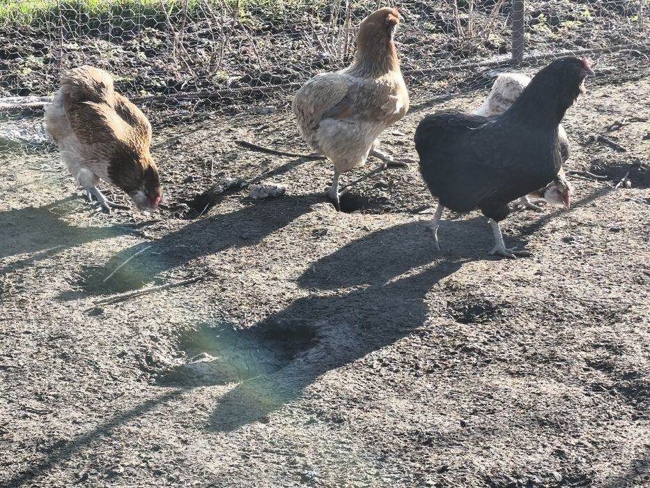 Ouă Araucana/Olive pentru incubat