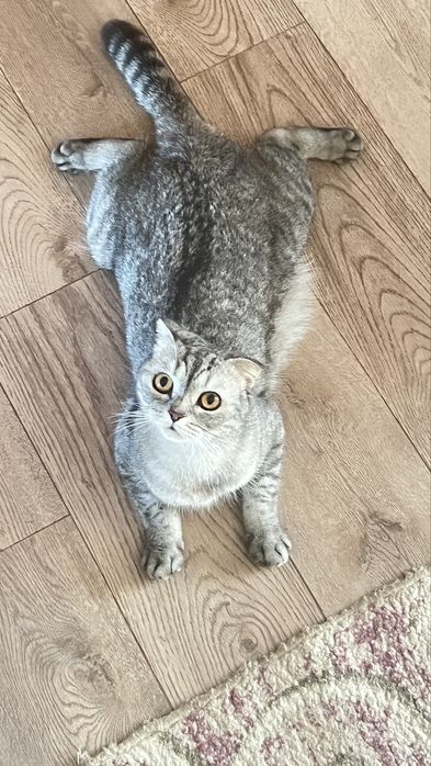 Шатлански кошка.