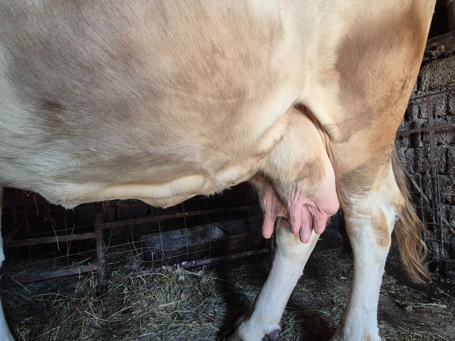 Vaca Gestanta 8 luni si jumatate 20L