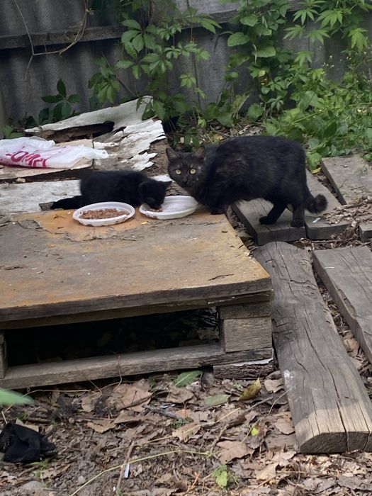 Отдам котят в хорошие руки