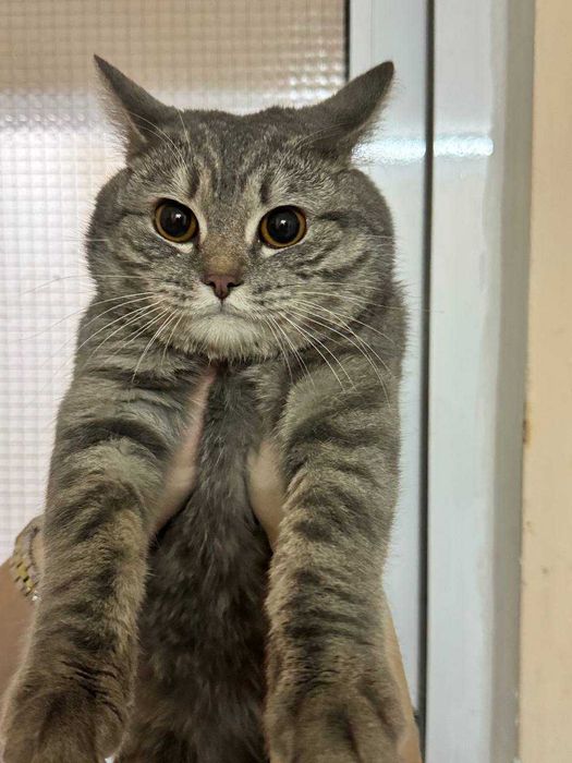 Домашняя кошка ищет семью