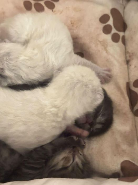 Pui de pisica spre adoptie