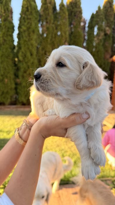 Pui Golden Retriever