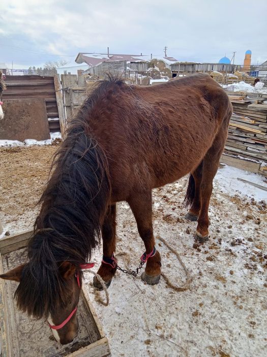 Кобыла на продажу