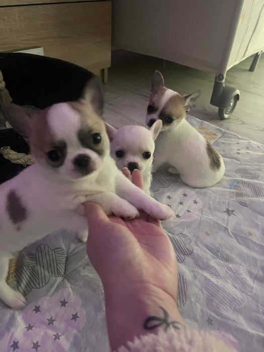 Мини късокосместо чихуахуа