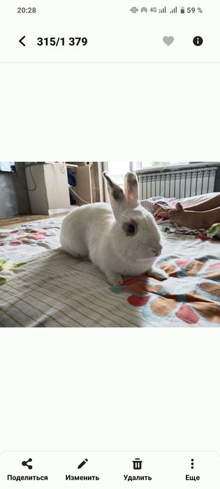 Декоративный кролик домашний