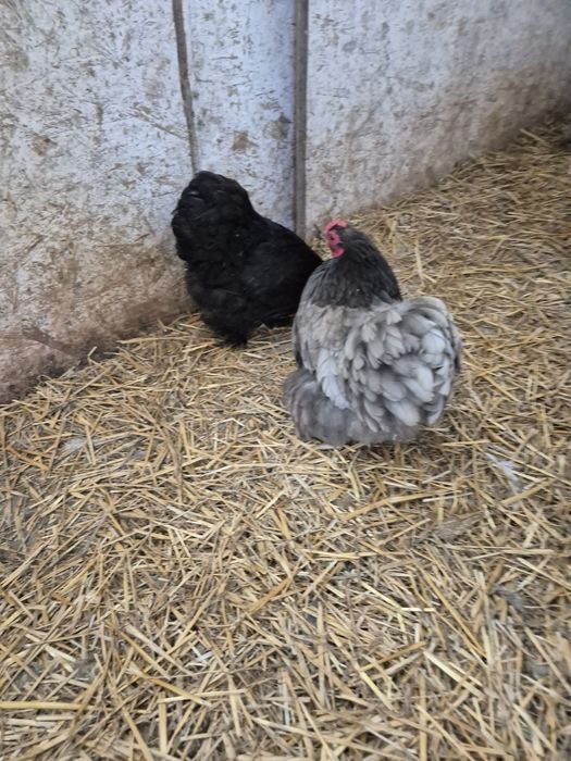 Disponibile perechi și oua cochinchina pitic