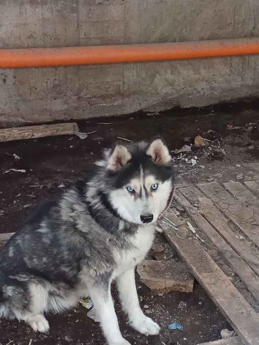 Ismi:Xaski yaxshi boqilgan