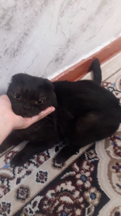 Котик черный мальчик