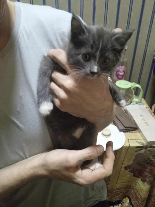 Котята 1,5 месячные