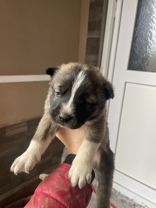 Cățeluși pentru adopție