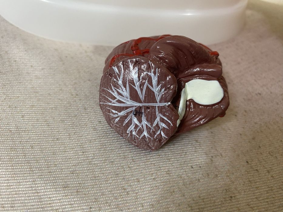 Анатомичен мозък със 100% точност