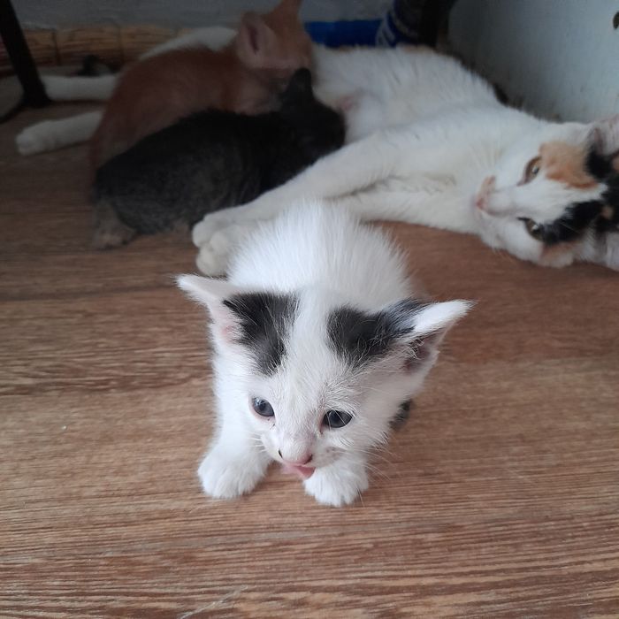 котята бесплатно